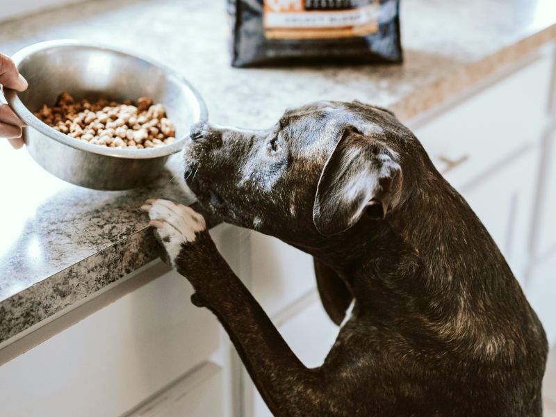 photo-1601758228006-964e41e5e8eb-6255f5e6 Hundeurlaub am Kap Arkona auf R&uuml;gen