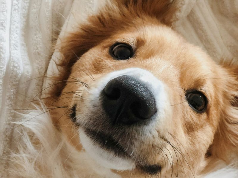 photo-1615751072497-5f5169febe17-c10ed757 Hundeurlaub am Kap Arkona auf R&uuml;gen